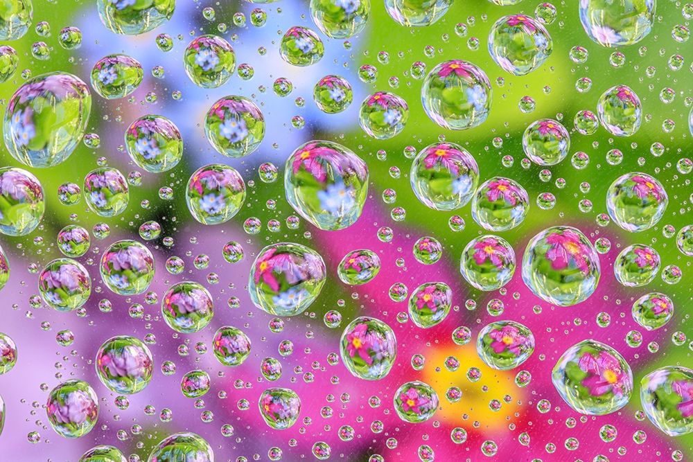 Washington State-Seabeck Flowers reflected in water drops